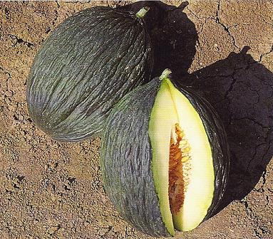 MELONE NAPOLETANO VERDE NR.70 SEMI